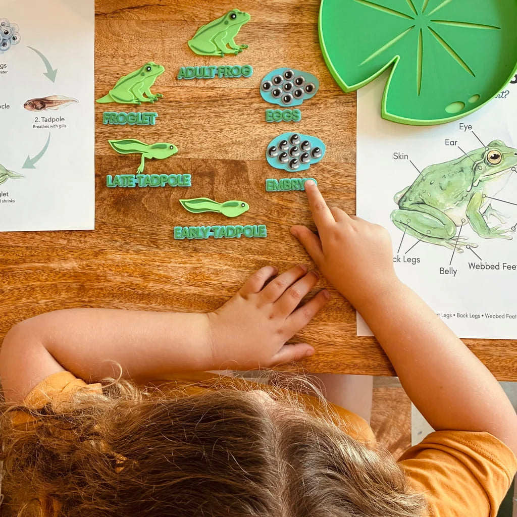 Pour & Play- Frog Lifecycle