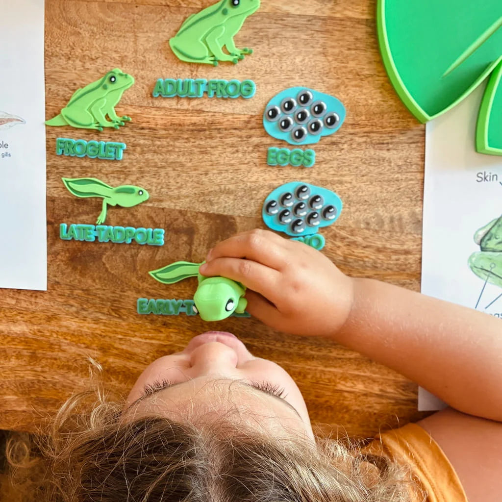 Pour & Play- Frog Lifecycle