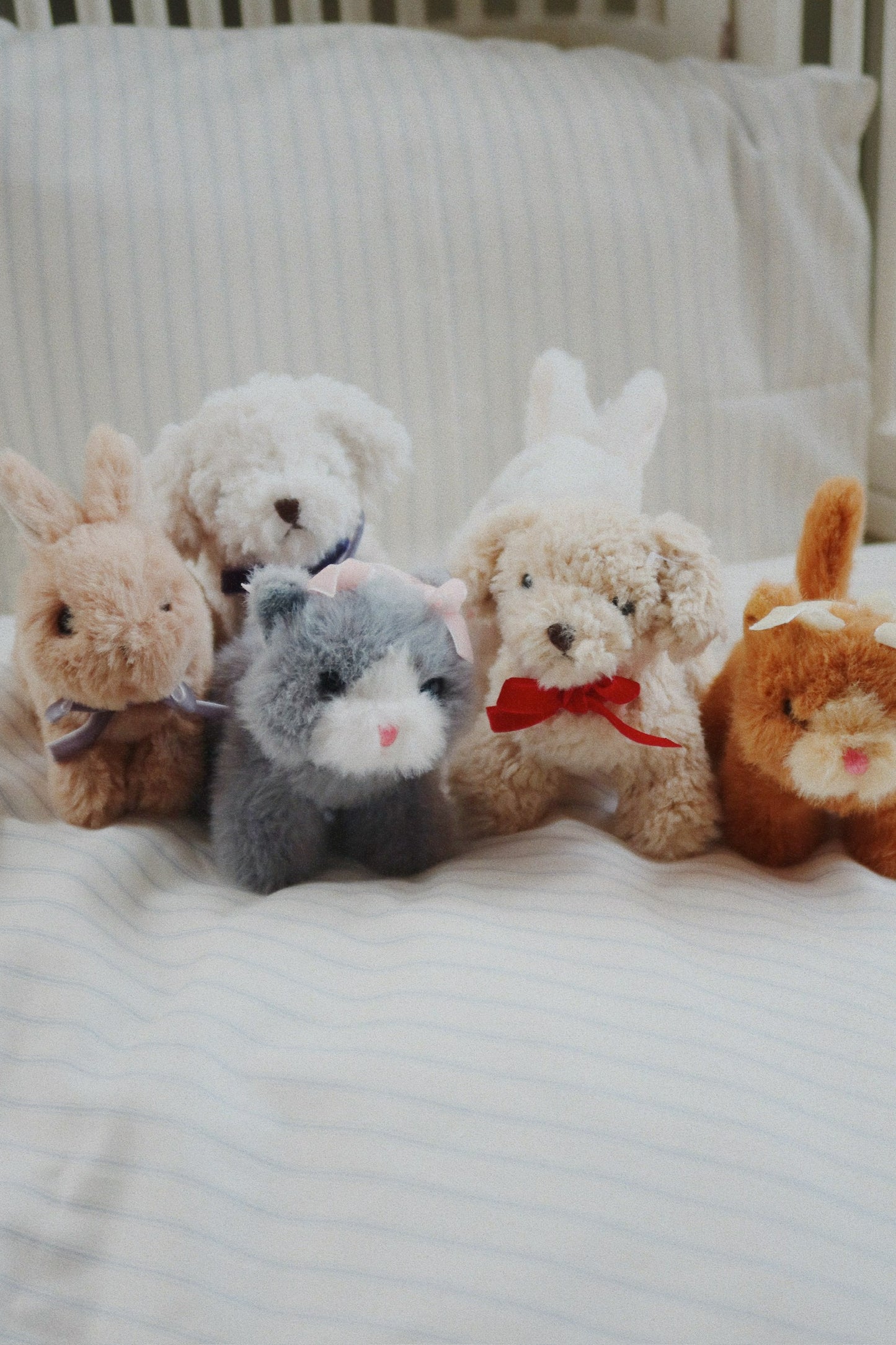 Baby Animals- Grey Kitten